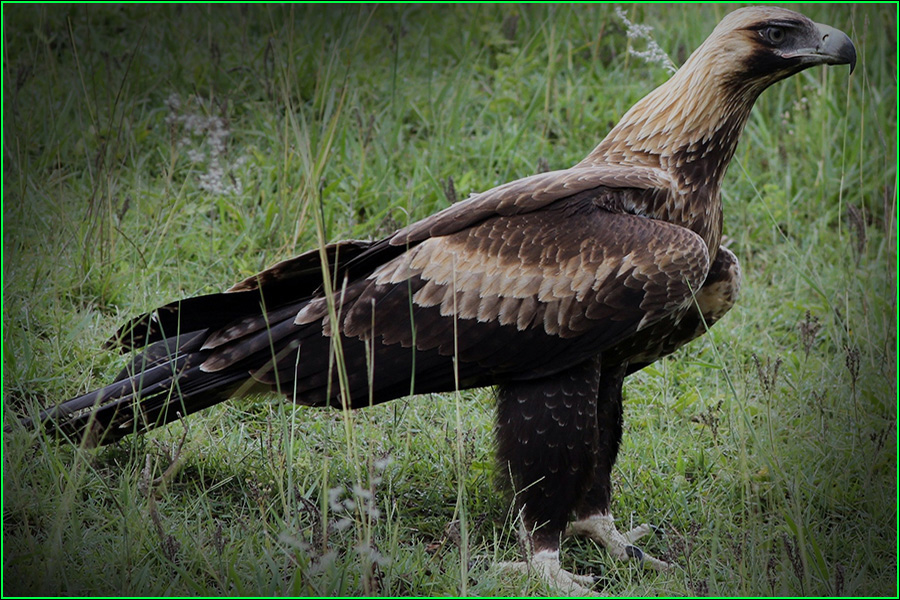 Águila cola de cuña, Aquila audax, águila halcón, ave rapaz, ave de presa, naturaleza salvaje
