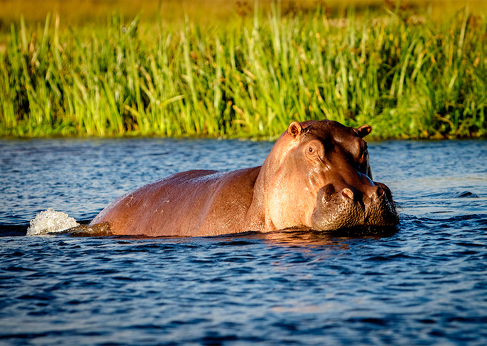 Hipopótamo común, Hippopotamus amphibius, Hippopotamidae, grandes mamíferos, naturaleza salvaje