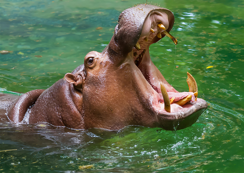 Hipopótamo común, Hippopotamus amphibius, Hippopotamidae, grandes mamíferos, naturaleza salvaje