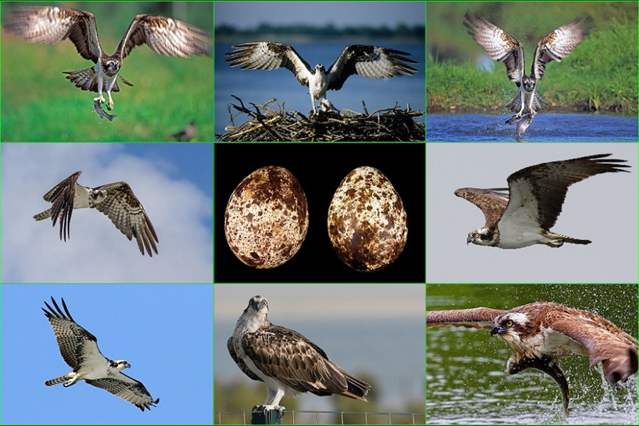 Águila Pescadora, Pandion haliaetus, gavilán pescador, guincho, halieto, ave rapaz, naturaleza salvaje
