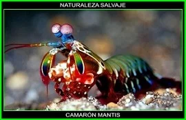 Camaron mantis