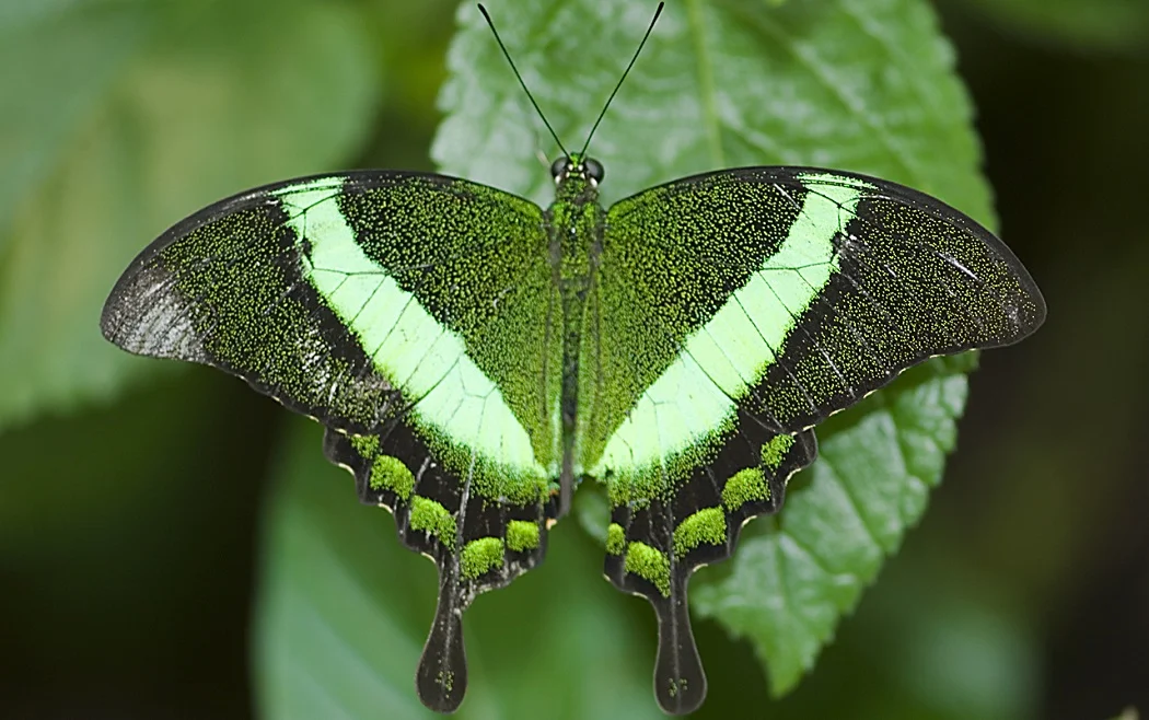 Palinurus Papilio
