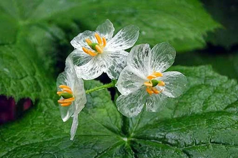 Diphylleia grayi, flor de cristal, flor esqueleto, plantas extrañas