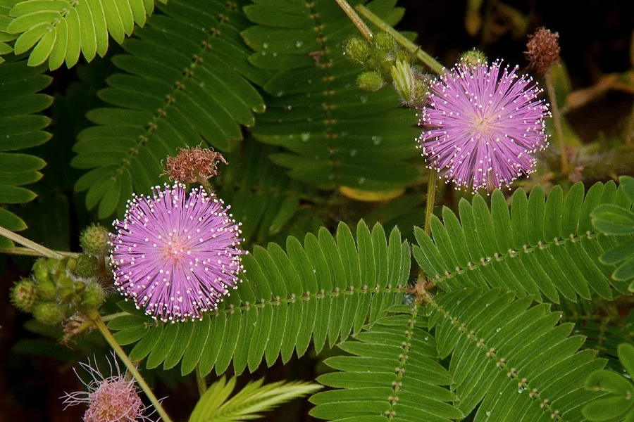 Mimosa pudica, plantas sensitivas, plantas extrañas
