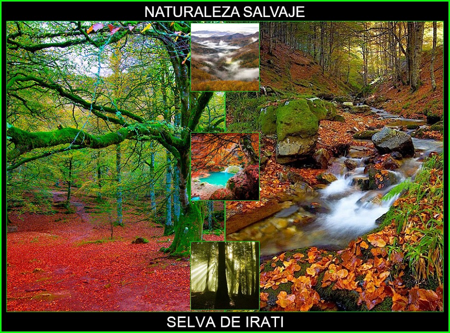 Selva de Irati, bosque de Irati, lugares magicos de España, naturaleza salvaje