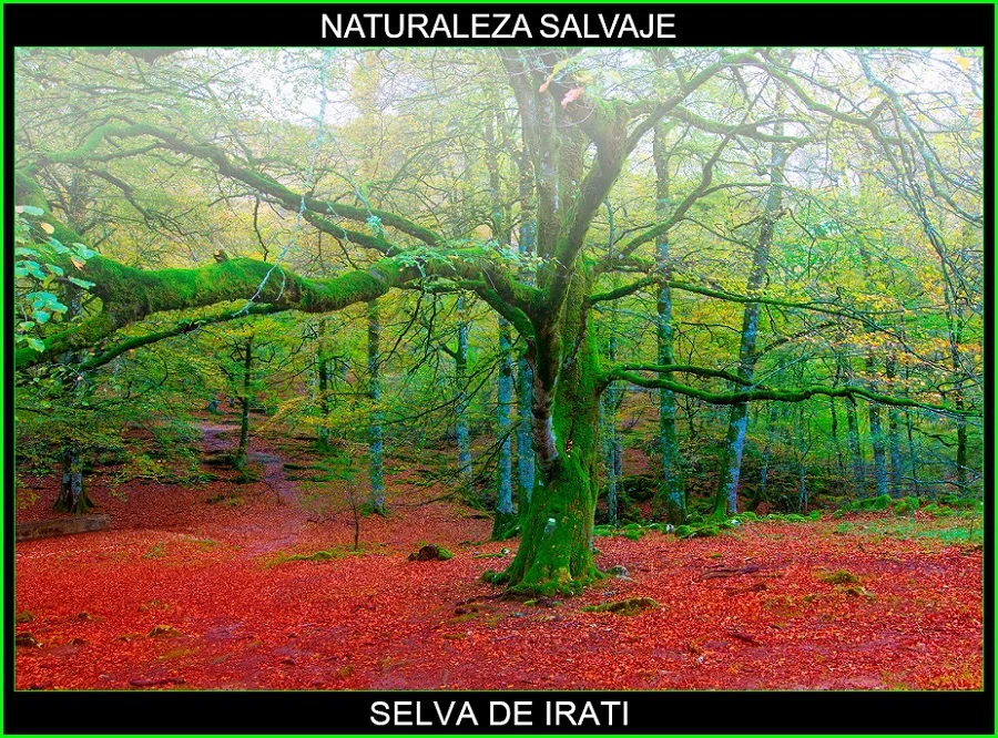Selva de Irati, bosque de Irati, lugares magicos de España, naturaleza salvaje 3