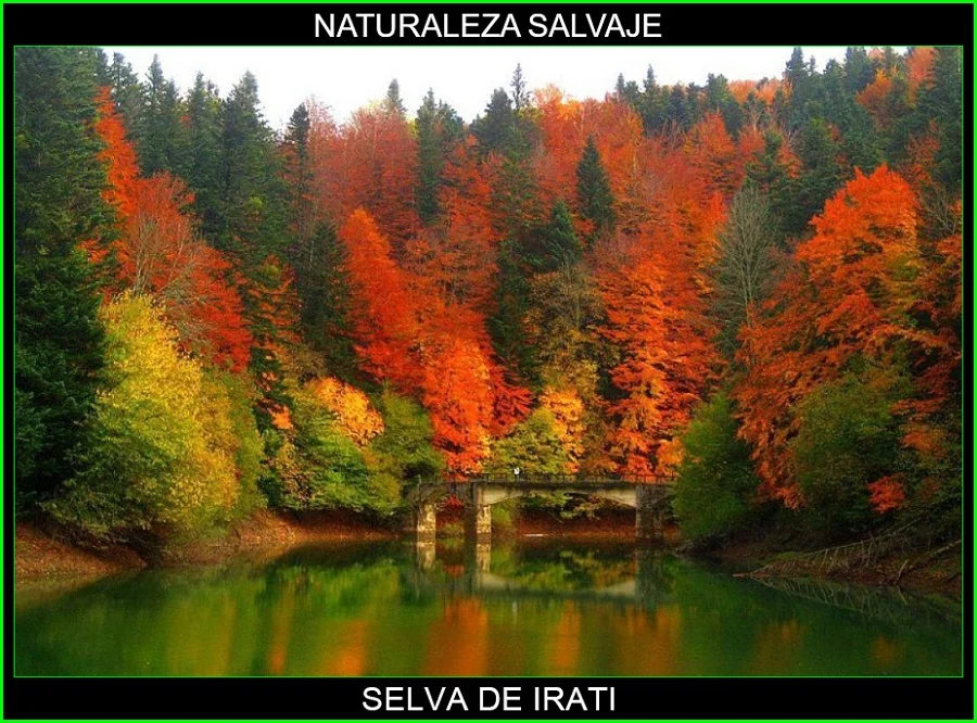 Selva de Irati, bosque de Irati, lugares magicos de España, naturaleza salvaje 4