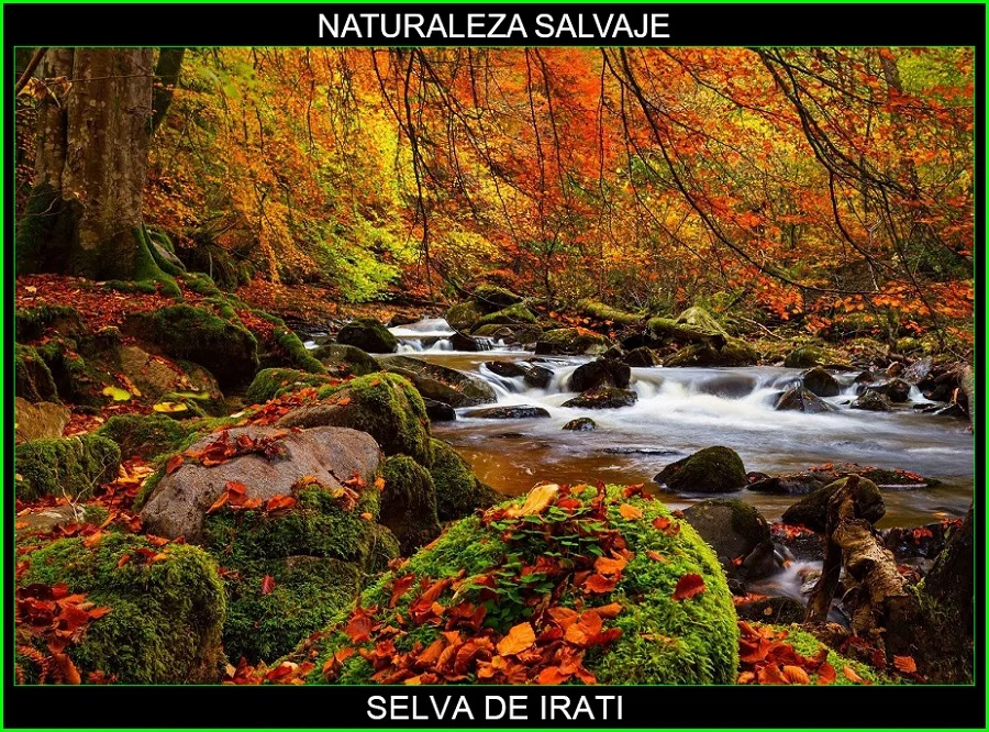 Selva de Irati, bosque de Irati, lugares magicos de España, naturaleza salvaje 5