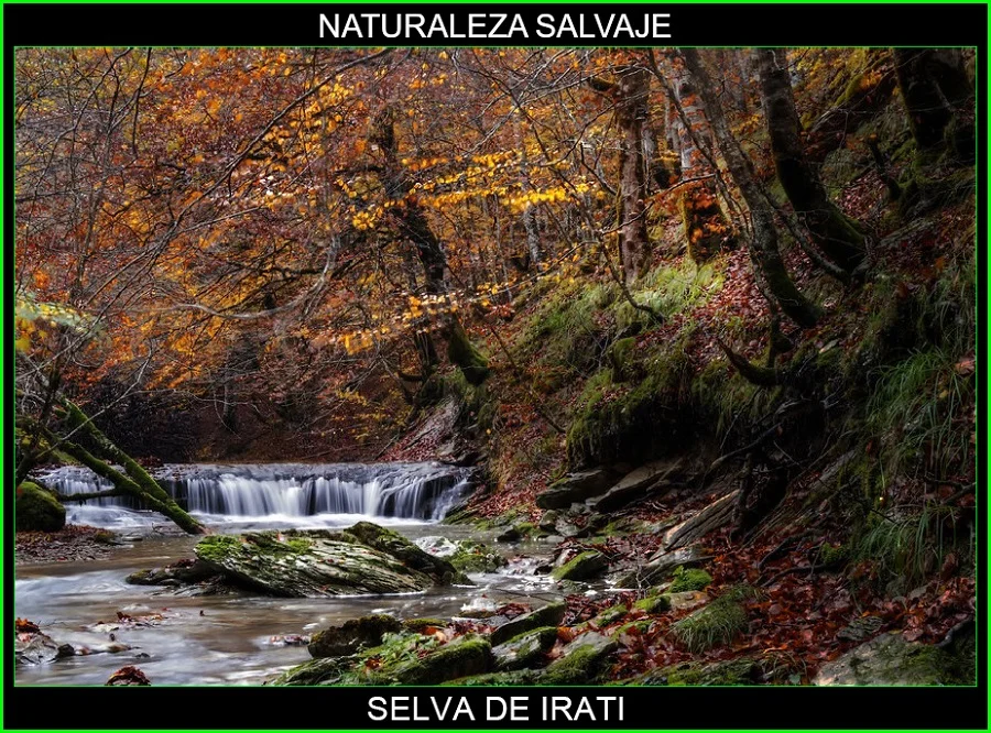 Selva de Irati, bosque de Irati, lugares magicos de España, naturaleza salvaje 6