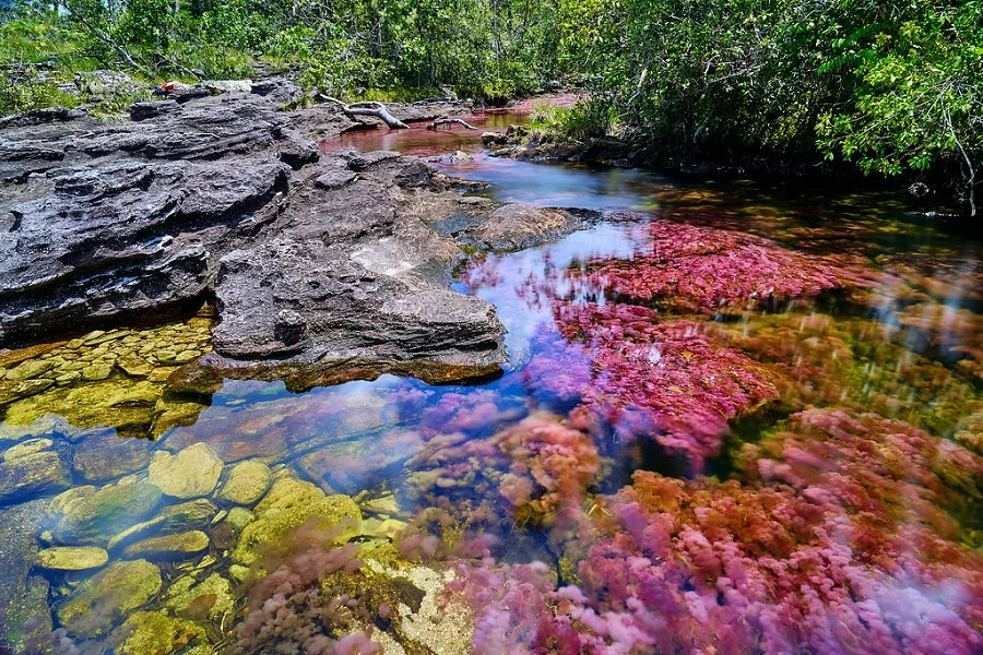 Caño Cristales, el río de los cinco colores, lugares más bellos del mundo, naturaleza salvaje 3