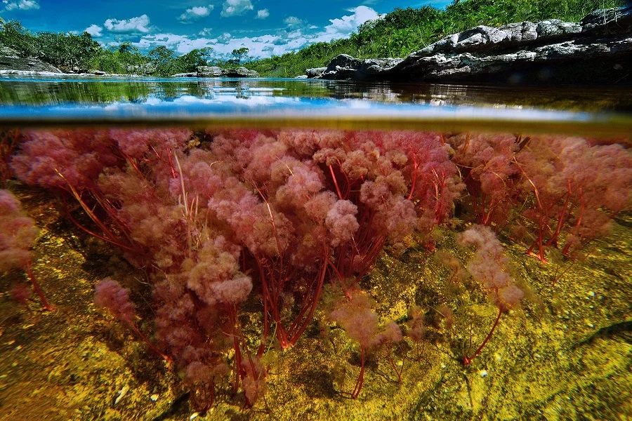 Caño Cristales, el río de los cinco colores, lugares más bellos del mundo, naturaleza salvaje 4