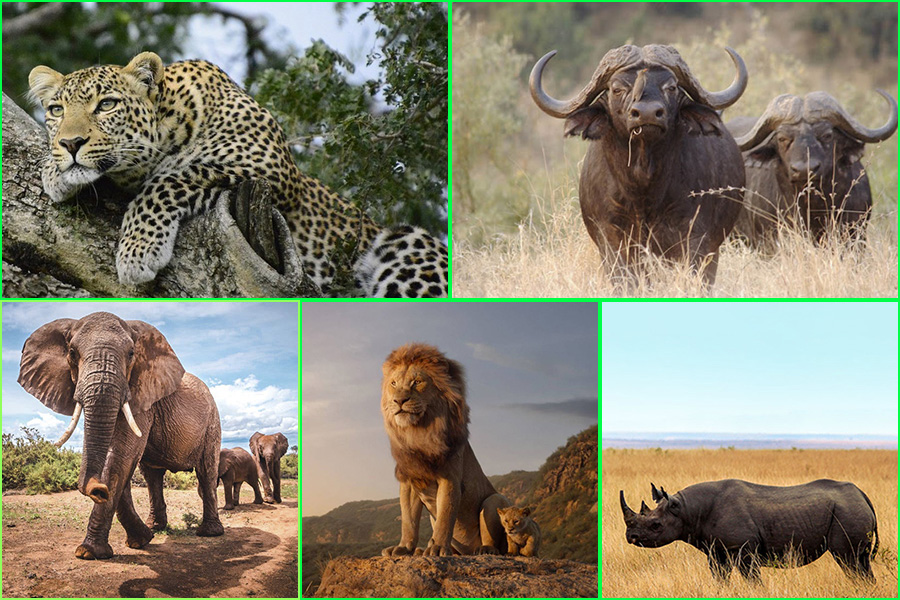 Los 5 gigantes de África, león, el leopardo, el rinoceronte negro, el elefante y el búfalo cafre, naturaleza salvaje