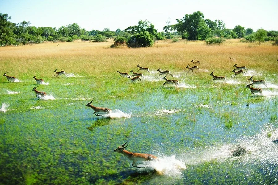 Delta del Okavango, Lugares más bellos del mundo, naturaleza salvaje 2