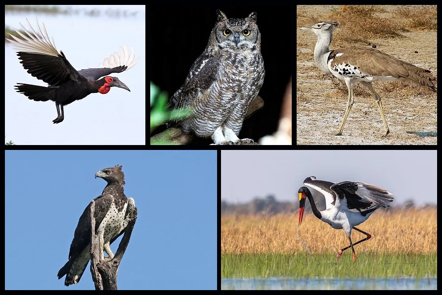 la avutarda kori, el jabirú africano, el búho pescador común, el cálao terrícola, el águila marcial