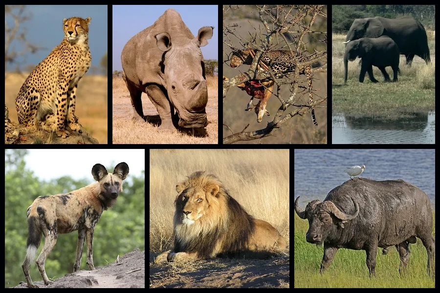 Elefante, rinoceronte, búfalo, león, leopardo, guepardo y licaón