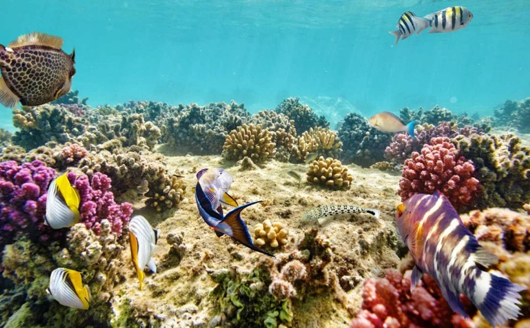 Gran Barrera de Coral, Australia, Oceania 3