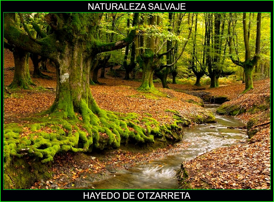 Hayedo de Otzarreta, lugares más bellos del mundo, naturaleza salvaje 1