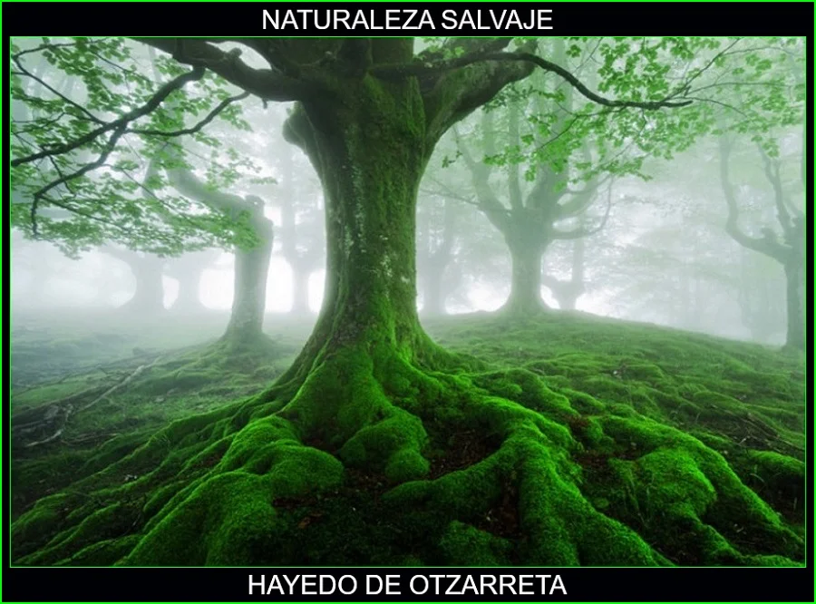 Hayedo de Otzarreta, lugares más bellos del mundo, naturaleza salvaje 2