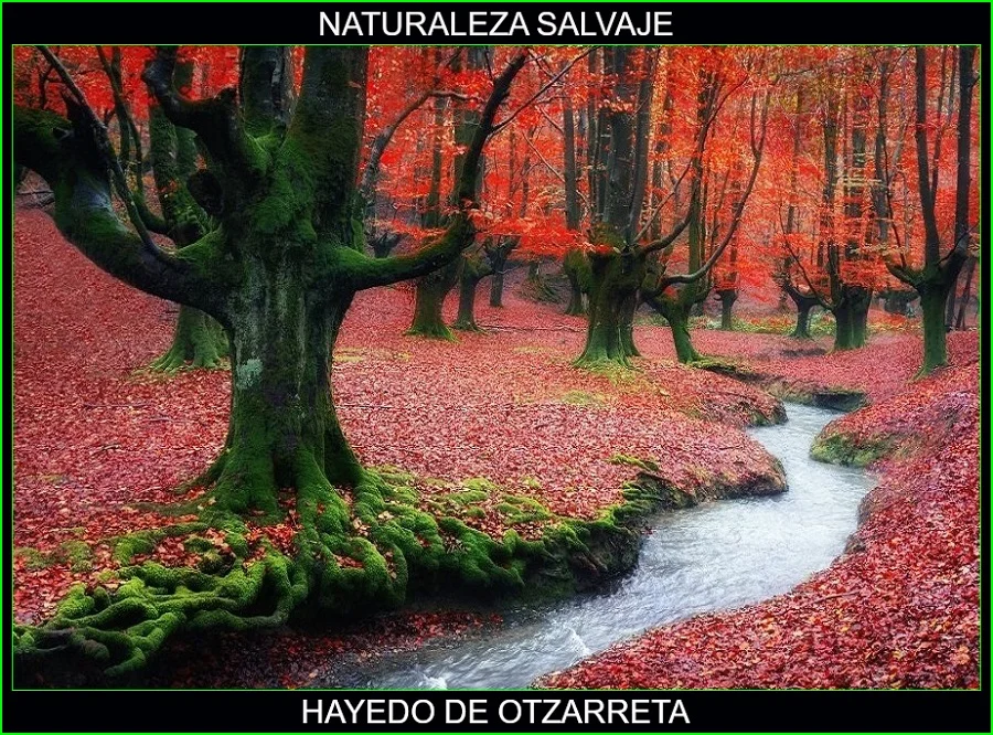 Hayedo de Otzarreta, lugares más bellos del mundo, naturaleza salvaje 3