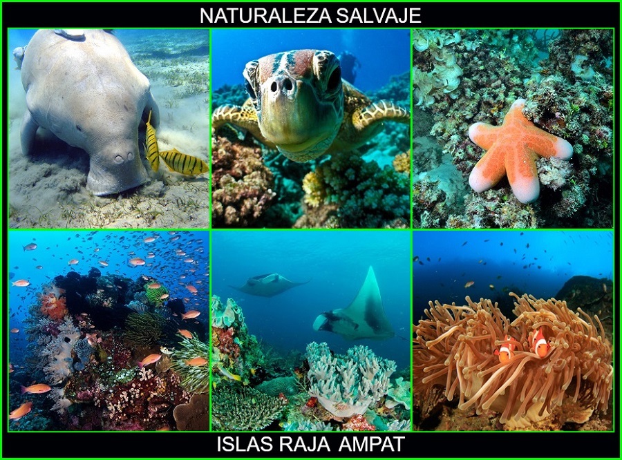 Islas Raja Ampat, lugares más bellos de Asia y del mundo, Indonesia, naturaleza salvaje 5