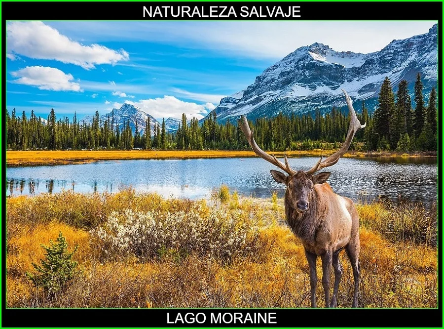 Lago Moraine, valle de los Diez Picos, Parque Nacional Banff, Canadá, naturaleza salvaje 5