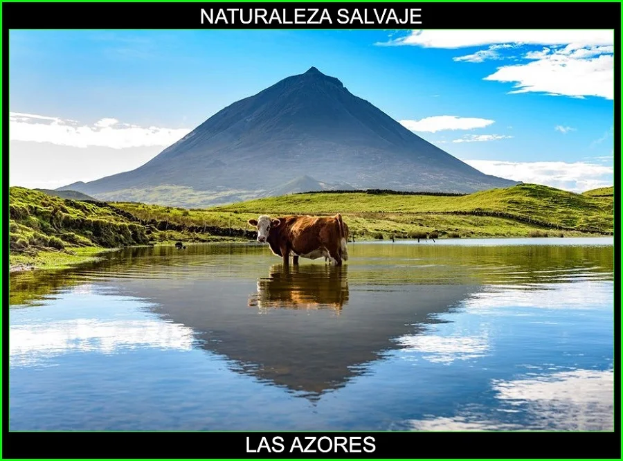 Las Azores, Islas de Las Azores, Archipielago de las Azores, naturaleza salvaje 4