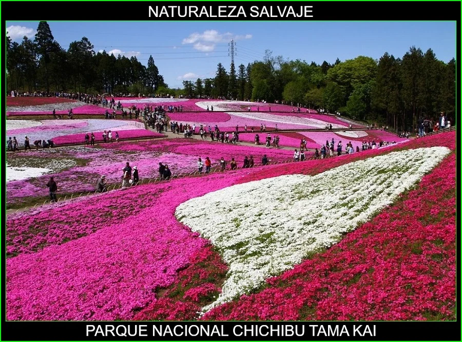Parque Nacional Chichibu Tama Kai, lugares más bellos de Japón y el mundo, naturaleza salvaje 5