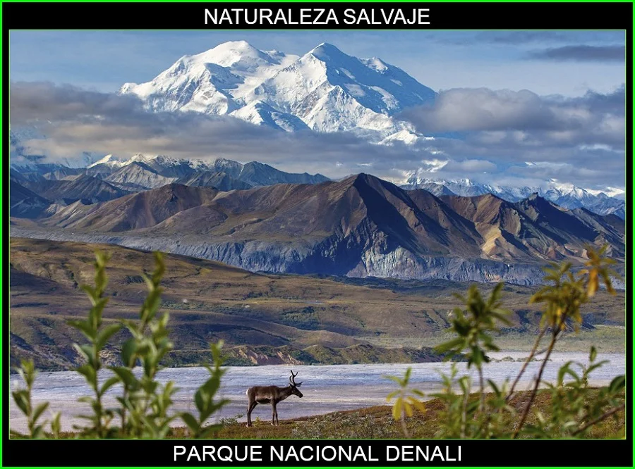 Parque Nacional Denali, lugares más bellos de Alaska y del mundo, naturaleza salvaje 2