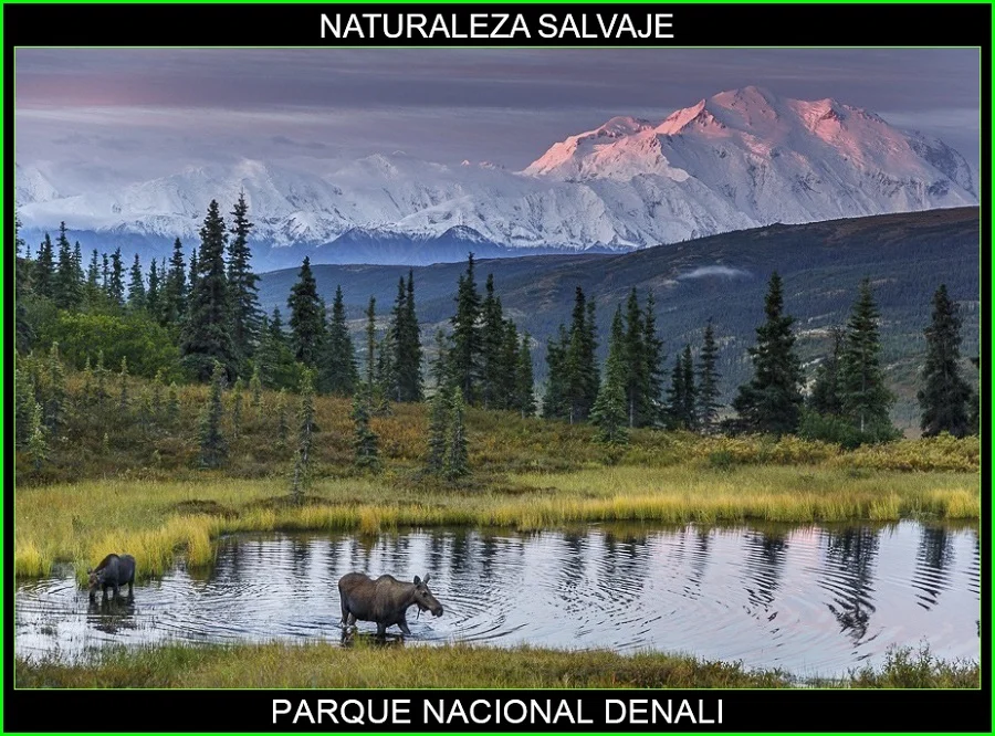 Parque Nacional Denali, lugares más bellos de Alaska y del mundo, naturaleza salvaje 4