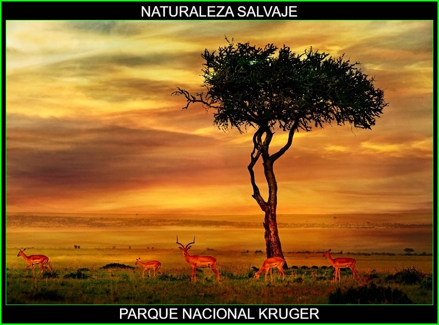 Parque Nacional Kruger, lugares más bellos de África, Parques naturales de África, naturaleza salvaje 1