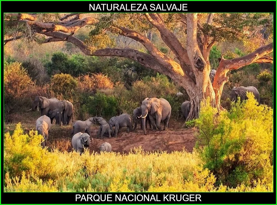 Parque Nacional Kruger, lugares más bellos de África, Parques naturales de África, naturaleza salvaje 3