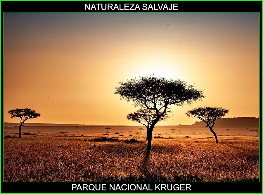 Parque Nacional Kruger, lugares más bellos de África, Parques naturales de África, naturaleza salvaje 4