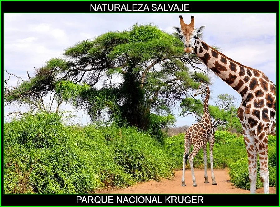 Parque Nacional Kruger, lugares más bellos de África, Parques naturales de África, naturaleza salvaje 5
