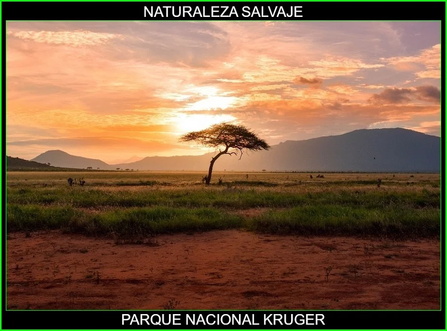 Parque Nacional Kruger, lugares más bellos de África, Parques naturales de África, naturaleza salvaje 6