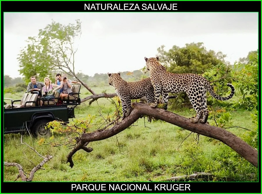 Parque Nacional Kruger, lugares más bellos de África, Parques naturales de África, naturaleza salvaje 7