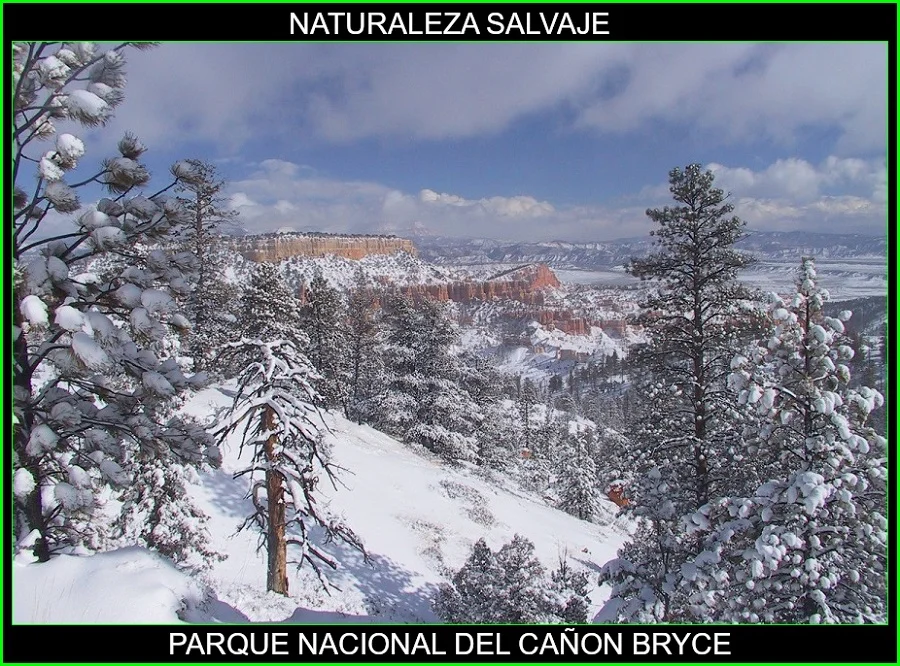 Parque Nacional del Cañón Bryce, Estados Unidos, naturaleza salvaje 2