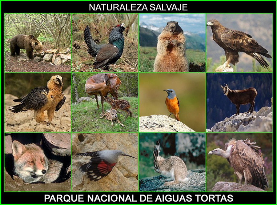 Parque nacional de Aiguas Tortas, Parques nacionales de España, naturaleza salvaje 7