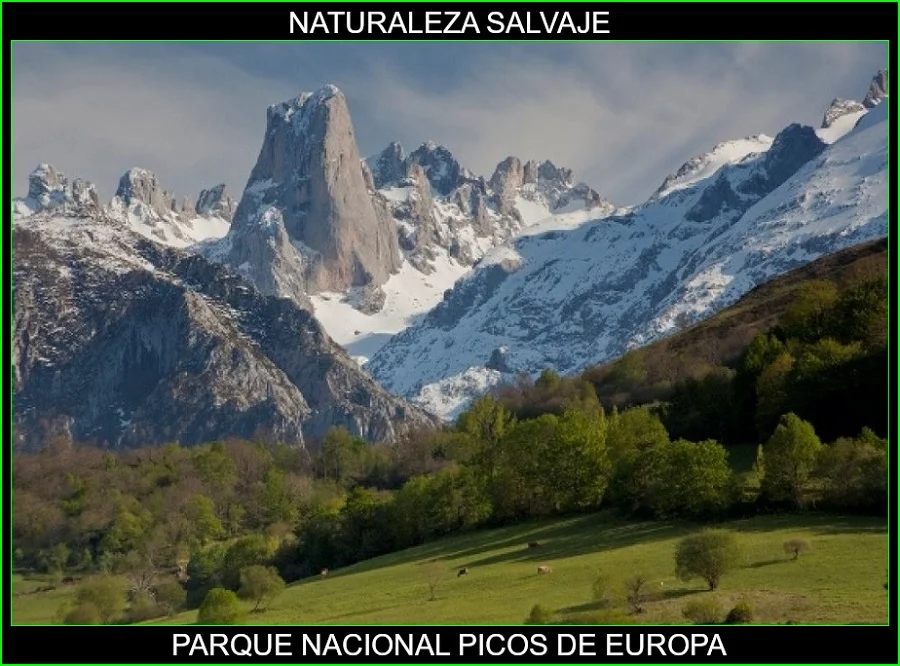 Parque nacional Picos de Europa, lugares más bellos de España, de Europa y del mundo, naturaleza salvaje 2