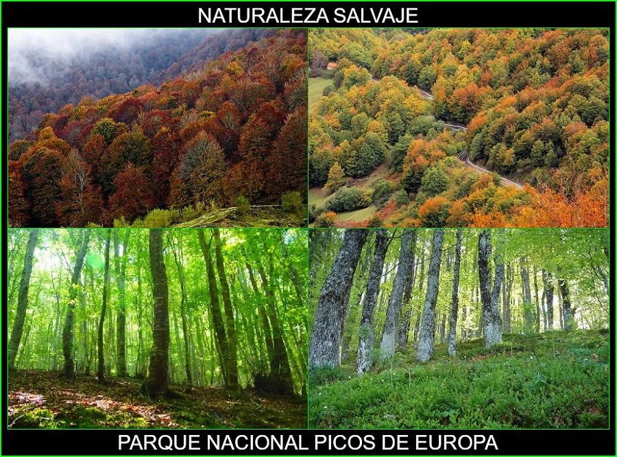 Parque nacional Picos de Europa, lugares más bellos de España, de Europa y del mundo, naturaleza salvaje 4