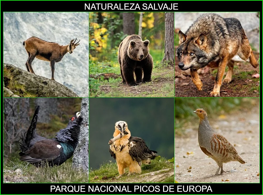 Parque nacional Picos de Europa, lugares más bellos de España, de Europa y del mundo, naturaleza salvaje 5