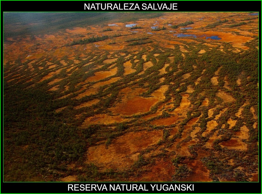 Reserva natural Yuganski, lugares más bellos de Rusia y el mundo, naturaleza salvaje 1