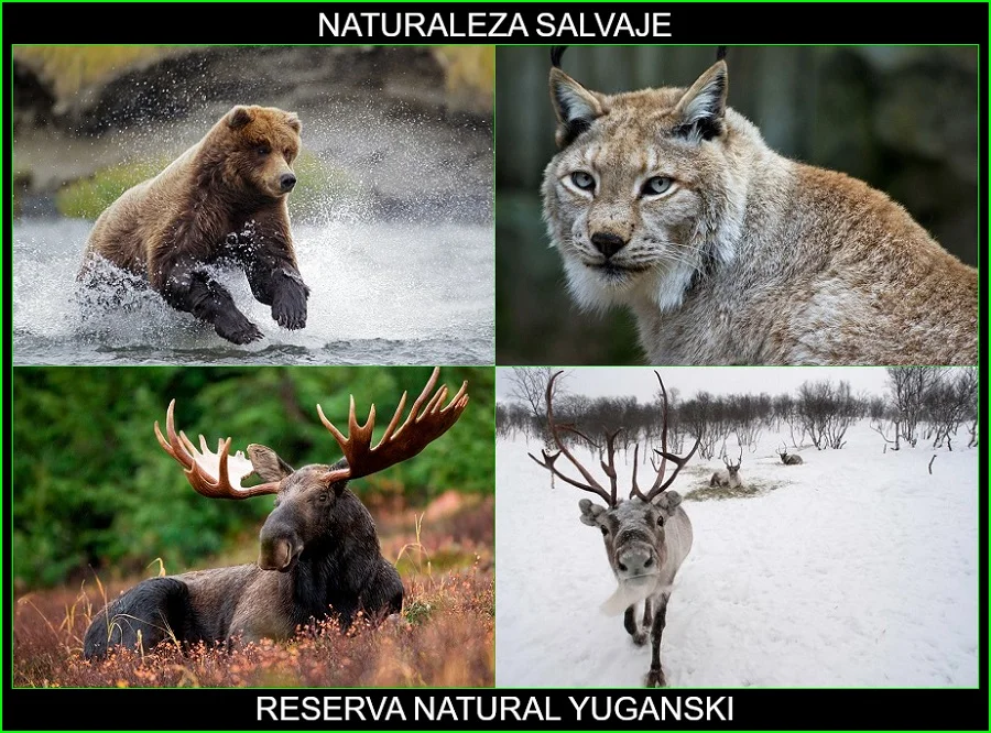 Reserva natural Yuganski, lugares más bellos de Rusia y el mundo, naturaleza salvaje 2