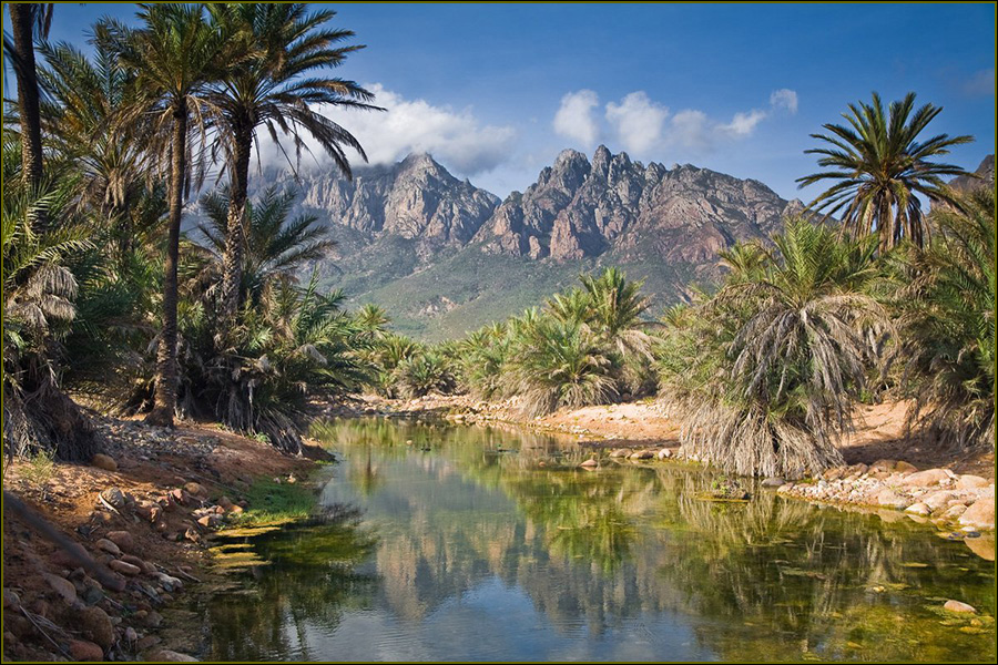 Archipiélago de Socotra, Archipiélago yemení, Islas de Socotra, Sangre del Dragón, Dracaena cinnabari, naturaleza salvaje