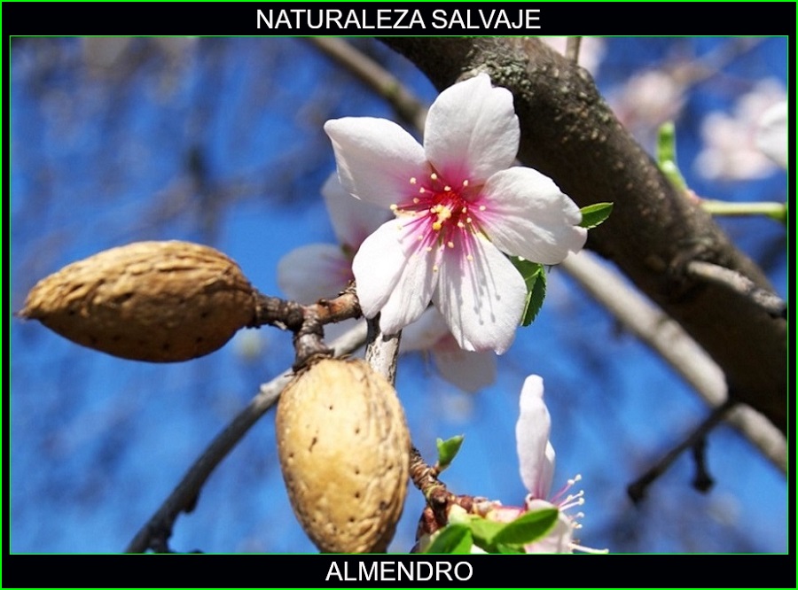 Almendro, Prunus dulcis, fruto seco, árbol, plantas medicinales, naturaleza salvaje 1