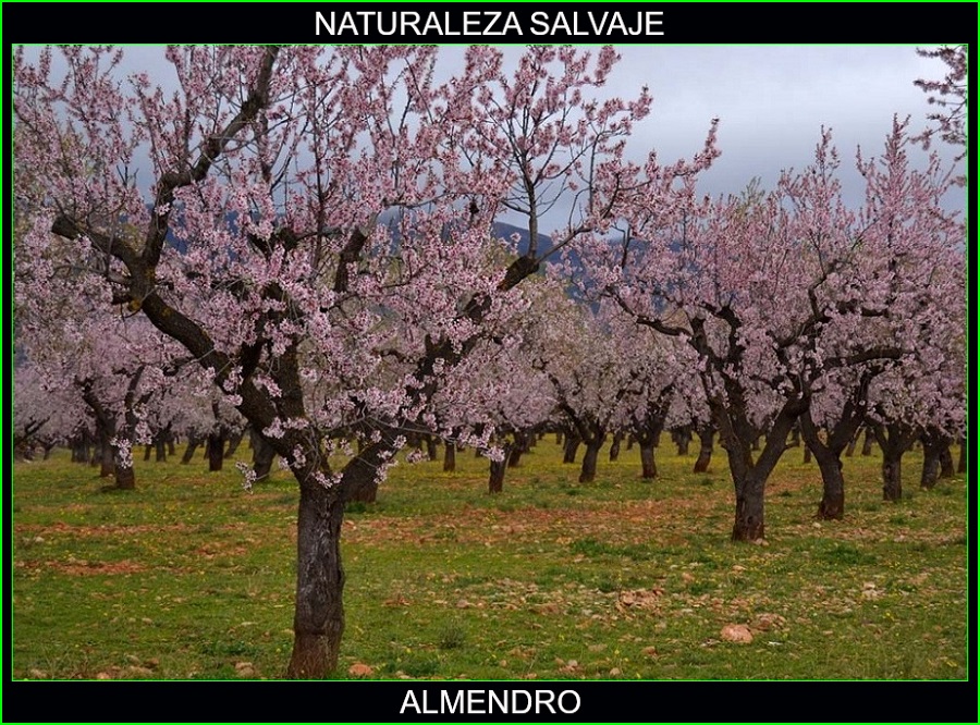 Almendro, Prunus dulcis, fruto seco, árbol, plantas medicinales, naturaleza salvaje 3