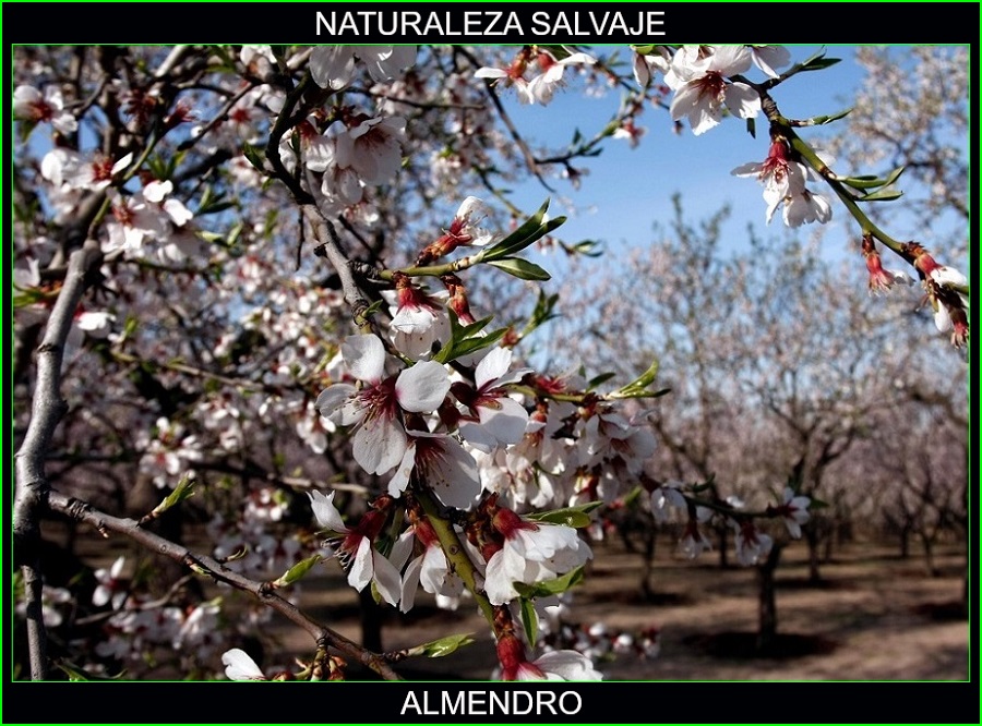 Almendro, Prunus dulcis, fruto seco, árbol, plantas medicinales, naturaleza salvaje 4
