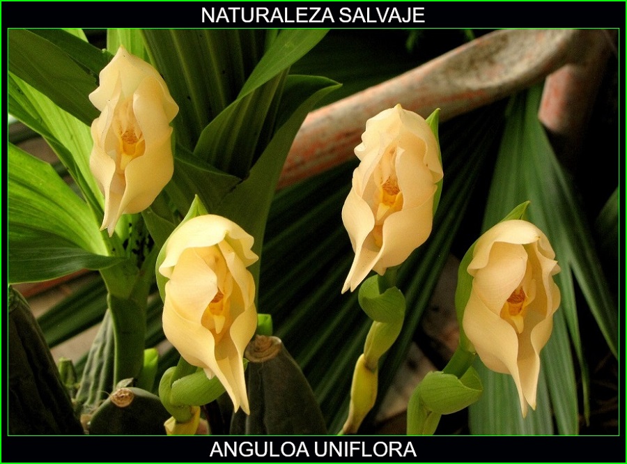 Anguloa uniflora, Cuna de Venus, orquídeas, plantas ornamentales, naturaleza salvaje 3