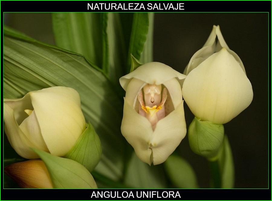 Anguloa uniflora, Cuna de Venus, orquídeas, plantas ornamentales, naturaleza salvaje 4