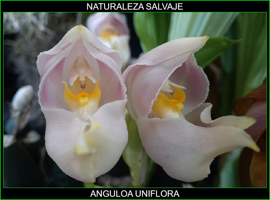 Anguloa uniflora, Cuna de Venus, orquídeas, plantas ornamentales, naturaleza salvaje 1.