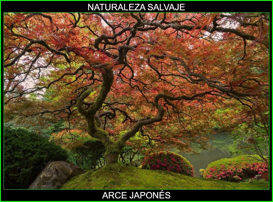 Acer palmatum, arce japonés palmeado, arce polimorfo, arce palmado japonés, arce japonés plantas, naturaleza salvaje 1.